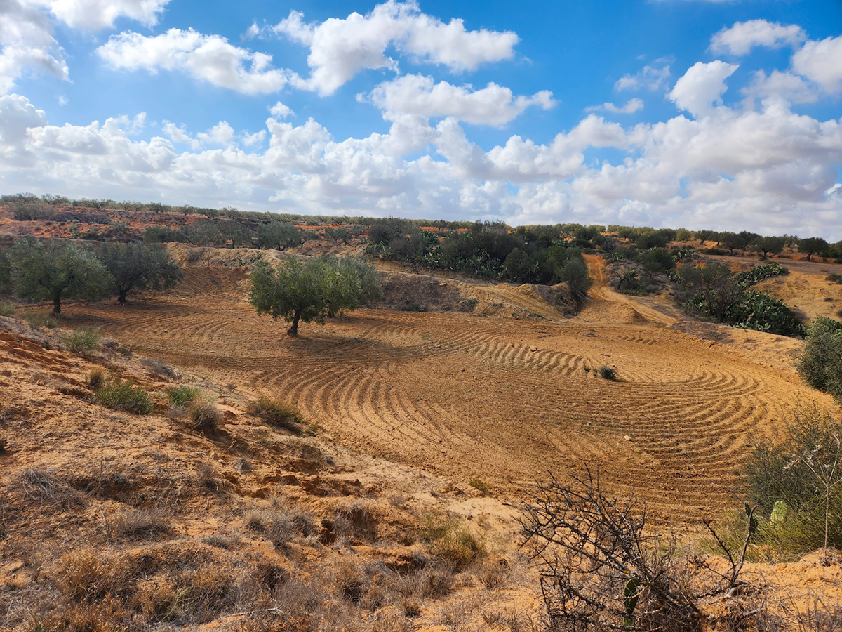 Photograph; A landscape with olive trees amid ploughed fields.