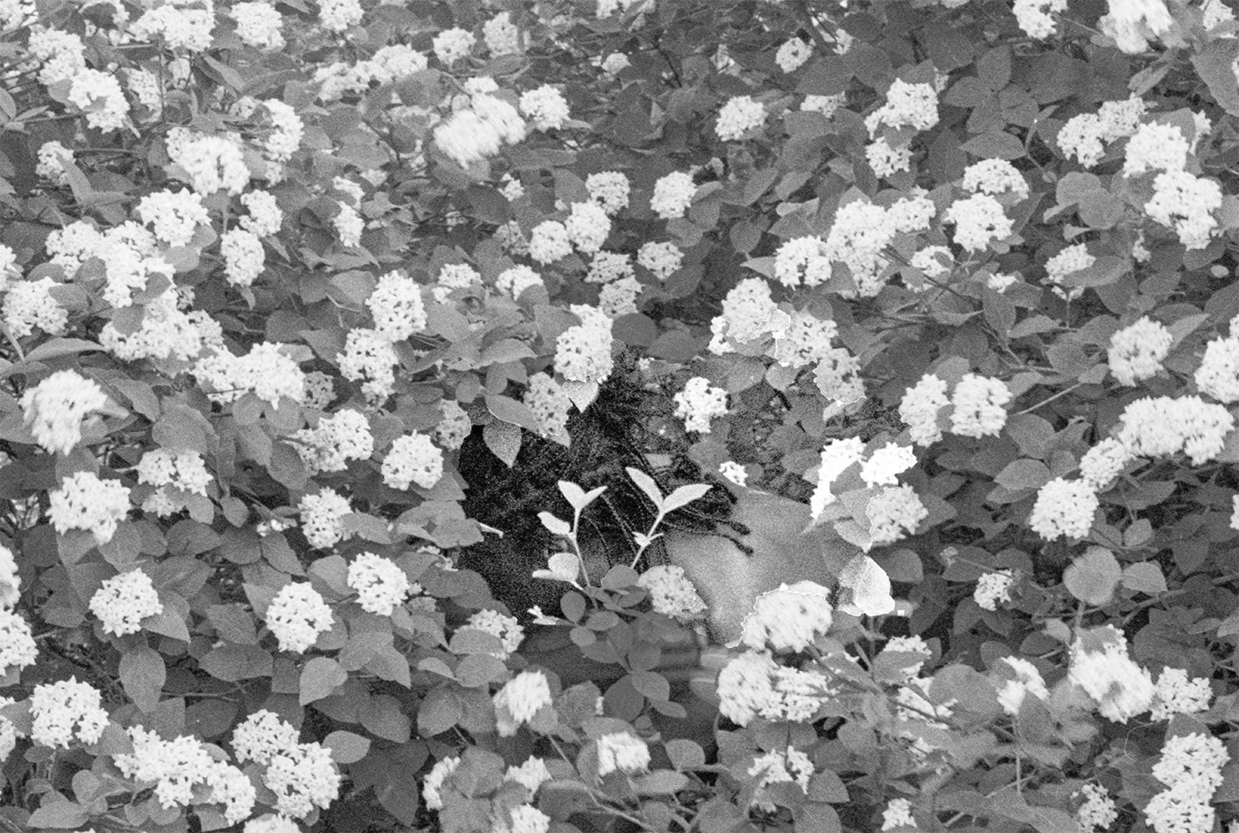 Photograph; a Black person crouching and enveloped in a field of white flowers with only the back of their head and bare back partially visible.